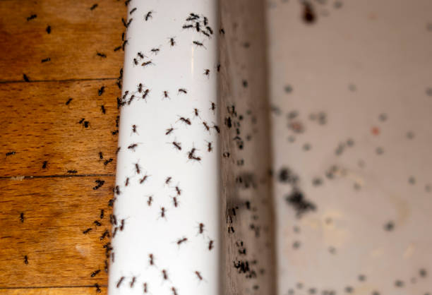 Best Ant Control Services  in Clayton, NJ